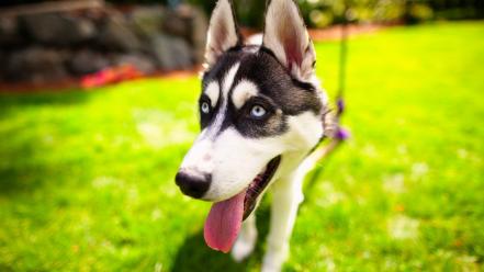 Animals dogs tongue blurred background wallpaper