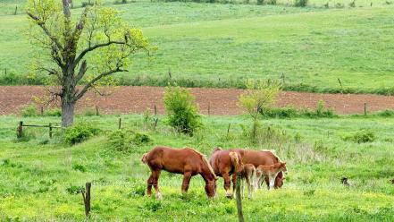 Animals fields horses baby wallpaper