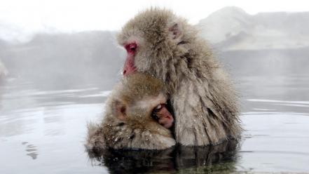 Animals monkeys baby hugging japanese macaque wallpaper