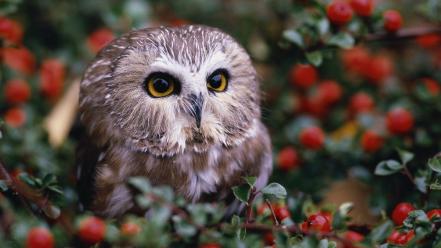 Bokeh owls berries baby birds wallpaper