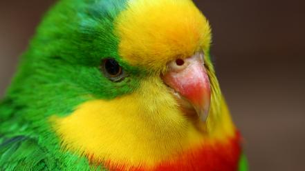 Close-up multicolor parrots birds wallpaper
