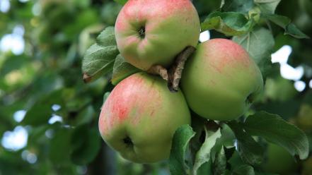 Fruits apples fruit trees wallpaper