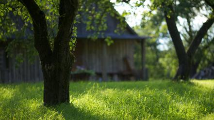 Grass serene nature green wallpaper