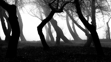 Light black and white trees night forest darkness wallpaper