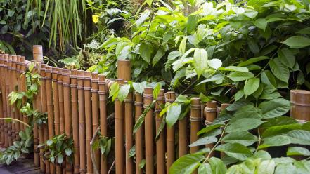 Nature bamboo bridges plants wallpaper