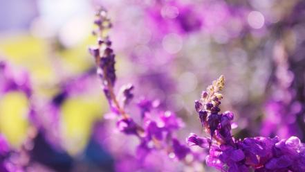 Nature flowers bokeh depth of field purple wallpaper