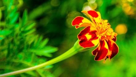 Nature flowers marigold wallpaper