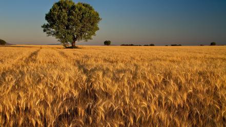 Nature france gold plain provence wallpaper