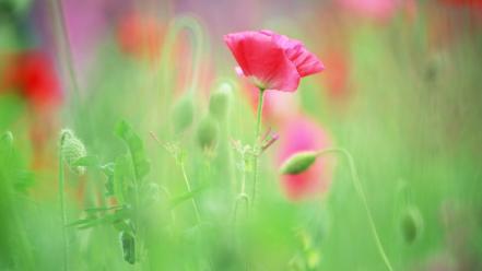 Nature red flowers wallpaper