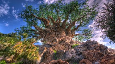 Nature trees baobab wallpaper