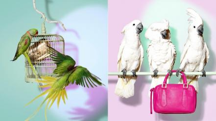 Parrots purses birds wallpaper