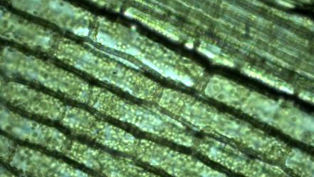 Plants biology microscopic photography wallpaper