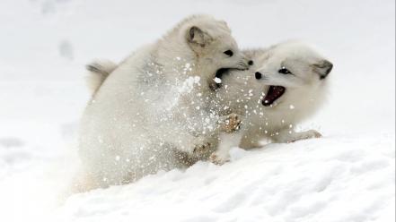 Snow animals arctic fox baby wallpaper