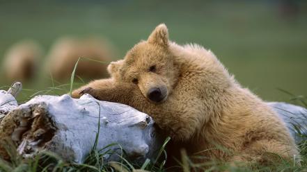 Trees forest animals brown bears wallpaper