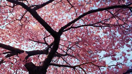 Trees pink cherry tree wallpaper