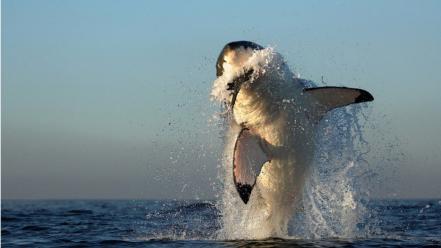 Water jumping sharks predators splashes wallpaper