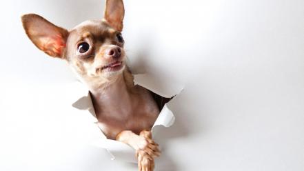 Animals curious dogs chihuahua wallpaper