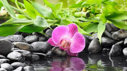 Flowers pebbles reflections orchids wallpaper