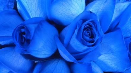 Flowers roses blue rose wallpaper