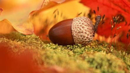 Leaves nuts acorns macro wallpaper