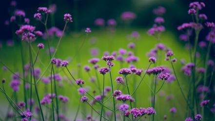 Nature flowers depth of field purple wallpaper