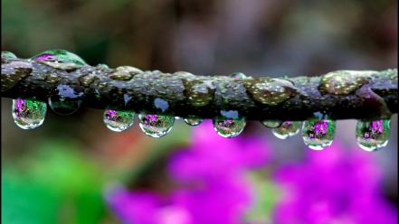 Water nature drops branches wallpaper
