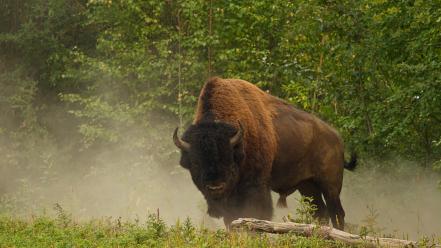 Animals buffalo bison wallpaper