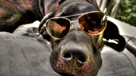 Animals dogs sunglasses lying down aviator glasses wallpaper
