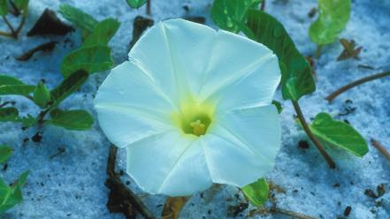 Beach flowers morning glory blue wallpaper