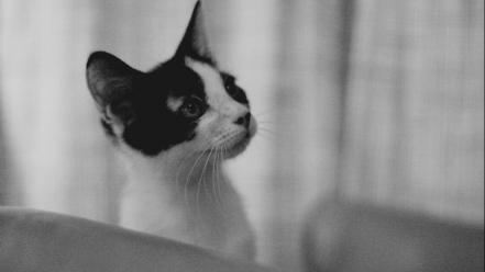 Black and white cats room monochrome wallpaper
