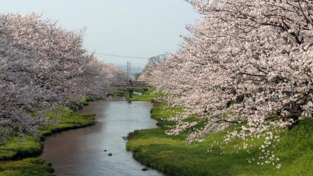 Blossoms flowers spring (season) rivers flowered trees wallpaper