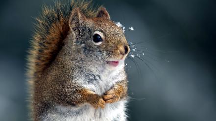 Close-up nature winter animals squirrels wallpaper