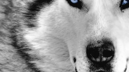 Close-up white animals faces wolves mystic wallpaper