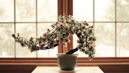 Flowers bonsai culture wallpaper