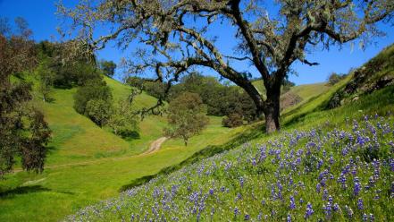 Flowers california range santa lucia wildflowers wallpaper