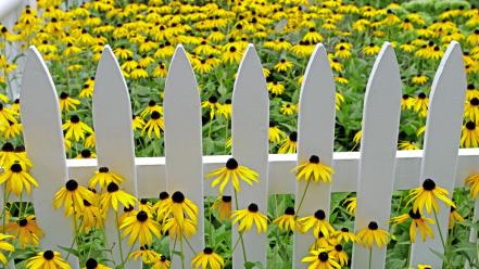 Flowers fences garden vibrant yellow coneflowers wallpaper