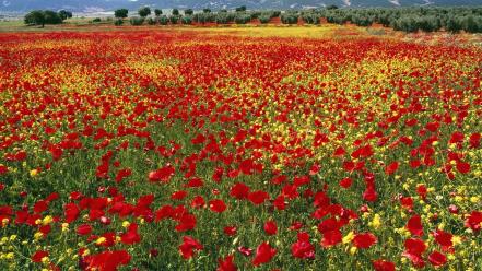 Flowers fields spain red poppies wallpaper