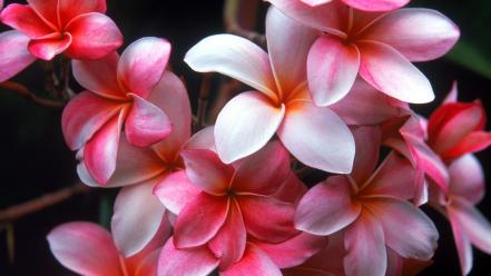 Flowers plumeria wallpaper