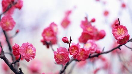 Japan cherry blossoms flowers spring (season) pink wallpaper