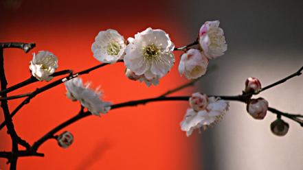 Japan cherry blossoms flowers spring (season) white wallpaper