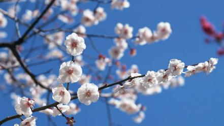 Japan cherry blossoms flowers spring (season) white wallpaper