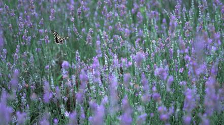 Japan flowers butterflies wallpaper