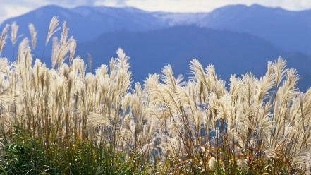 Japan flowers reeds wallpaper