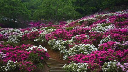 Japan flowers spring (season) stairways wallpaper