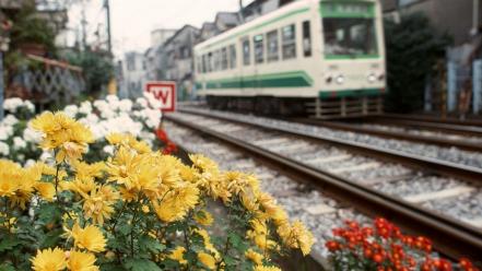 Japan flowers trains japanese tram railroad tracks cities wallpaper