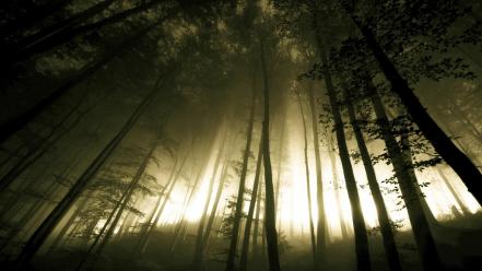 Landscapes nature trees dark forest fog wallpaper