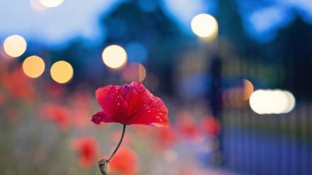 Nature flowers bokeh red poppies blurred background wallpaper
