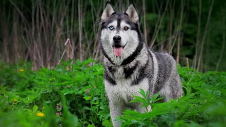 Nature forest animals dogs plants husky wallpaper
