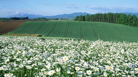 Nature trees flowers forest fields green wallpaper