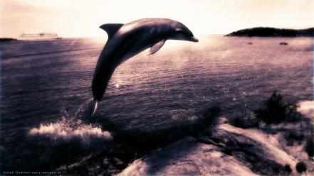 Ocean magic dolphins wallpaper